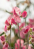 ROGER PARSONS SWEET PEAS, WEST SUSSEX: CLOSE UP PLANT PORTRAIT OF PINK FLOWERS OF SWEET PEA - LATHYRUS ODORATA MAMMOTH CREAM PINK. CLIMBER, ANNUAL, SUMMER, SCENTED, FRAGRANT