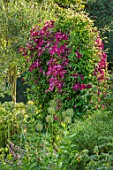 COTTAGE ROW, DORSET: ARCH WITH CLEMATIS MADAME JULIA CORREVON. BRIGHT, PINK, PETALS, FLOWERS, CLIMBERS, CLIMBING