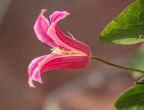 COTTAGE_ROW_DORSET_CLOSE_UP_PLANT_PORTRAIT_OF_FLOWER_OF_CLEMATIS_TEXENSIS_PRINCESS_DIANA_BRIGHT_PINK