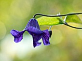 COTTAGE ROW, DORSET: CLOSE UP PLANT PORTRAIT OF THE PURPLE FLOWER OF CLEMATIS X ERIOSTEMON HENDERSONII . DECIDUOUS, CLIMBER, CLIMBING, SHRUBS, WALL