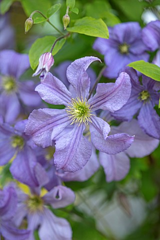 COTTAGE_ROW_DORSET_CLOSE_UP_PLANT_PORTRAIT_OF_FLOWER_OF_CLEMATIS_PRINCE_CHARLES_BLUE_SILVER_PETALS_F