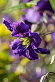 COTTAGE ROW, DORSET: CLOSE UP PLANT PORTRAIT OF THE PURPLE FLOWER OF CLEMATIS WISLEY. DECIDUOUS, CLIMBER, CLIMBING, SHRUBS