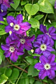 COTTAGE ROW, DORSET: CLOSE UP PLANT PORTRAIT OF THE PURPLE FLOWERS OF CLEMATIS JACKMANII JEWEL OF MERK OR CLEMATIS HAPPY BIRTHDAY . DECIDUOUS, CLIMBER, CLIMBING, SHRUBS, AGM