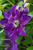 COTTAGE ROW, DORSET: CLOSE UP PLANT PORTRAIT OF THE PURPLE FLOWER OF CLEMATIS JACKMANII JEWEL OF MERK OR CLEMATIS HAPPY BIRTHDAY . DECIDUOUS, CLIMBER, CLIMBING, SHRUBS, AGM