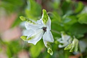 COTTAGE ROW, DORSET: CLOSE UP PLANT PORTRAIT OF CLEMATIS VITICELLA ALBA LUXURIANS. GREEN, WHITE, PETALS, FLOWERS, CLIMBERS, CLIMBING