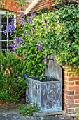 COTTAGE ROW, DORSET: LEAD CONTAINER - BLUE FLOWERS OF CLEMATIS DURANDII WITH EUONYMUS FORTUNEI SILVER QUEEN. PETALS, FLOWERS, CLIMBERS, CLIMBING, SHRUB, SUMMER, DECIDUOUS, PURPLE