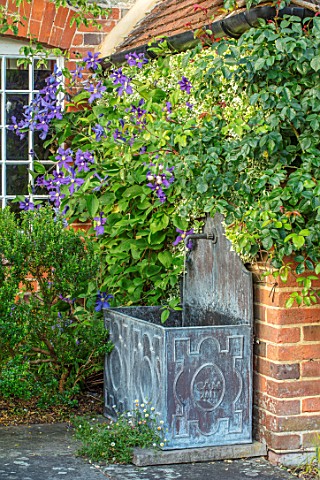 COTTAGE_ROW_DORSET_LEAD_CONTAINER__BLUE_FLOWERS_OF_CLEMATIS_DURANDII_WITH_EUONYMUS_FORTUNEI_SILVER_Q