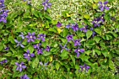COTTAGE ROW, DORSET: BLUE FLOWERS OF CLEMATIS DURANDII WITH EUONYMUS FORTUNEI SILVER QUEEN. PETALS, FLOWERS, CLIMBERS, CLIMBING, SHRUB, SUMMER, DECIDUOUS, PURPLE