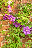 COTTAGE ROW, DORSET: CLOSE UP PLANT PORTRAIT OF THE PURPLE FLOWER OF CLEMATIS VICTORIA. DECIDUOUS, CLIMBER, CLIMBING, SHRUBS, WALL, PINK