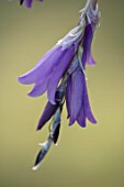 COTTAGE ROW, DORSET: CLOSE UP PLANT PORTRAIT OF THE BLUE, PURPLE FLOWER OF DIERAMA BLUE BELLE. LILAC, HANGING, DANGLING, BELLES, PERENNIALS, ARCHING, ANGELS, FISHING, ROD