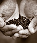 ROGER PARSONS SWEET PEAS, WEST SUSSEX: BLACK AND WHITE SEPIA TONE IMAGE OF ROGER PARSONS HOLDING SEEDS OF SWEET PEAS - LATHYRUS, HAND