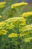 THE OLD RECTORY, QUINTON, NORTHAMPTONSHIRE: DESIGNER ANOUSHKA FEILER: CLOSE UP PLANT PORTRAIT OF YELLOW FLOWERS OF ACHILLEA CREDO. PERENNIALS, SUMMER