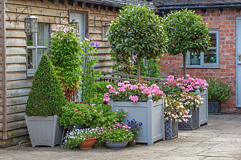 WOLLERTON_OLD_HALL_SHROPSHIRE_CONTAINERS_BESIDE_THE_TEA_HOUSE_VERSAILLES_TUBS_CLIPPED_TOPIARY_BOX_DO