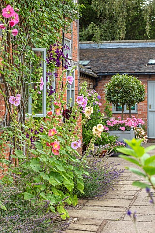 WOLLERTON_OLD_HALL_SHROPSHIRE_HOLLYHOCKS_GROWING_BESIDE_THE_HALL_WALL_BRICK_PERENNIALS_PINK_APRICOT_