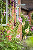 WOLLERTON OLD HALL, SHROPSHIRE: HOLLYHOCKS GROWING BESIDE THE HALL WALL. BRICK, PERENNIALS, PINK, APRICOT, WINDOW