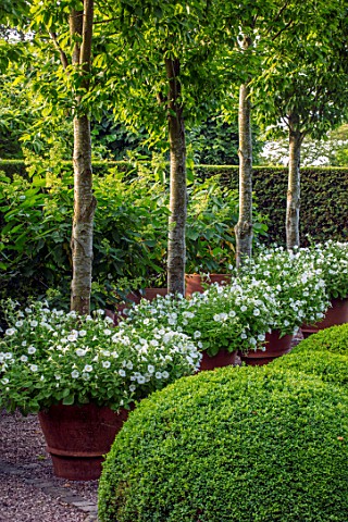WOLLERTON_OLD_HALL_SHROPSHIRE_TERRACOTTA_CONTAINERS_WHITE_PETUNIAS_HEDGES_HEDGING_SUMMER_BOX_BALLS_B