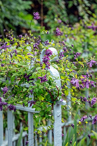 WOLLERTON_OLD_HALL_SHROPSHIRE_WELL_GARDEN_OLD_BLUE_PAINTED_SALVAGED_METAL_FENCE_FENCING_WITH_CLEMATI