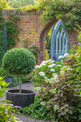 WOLLERTON_OLD_HALL_SHROPSHIRE_CLIPPED_BOX_LOLLIPOP_IN_BLACK_CONTAINER_HYDRANGEAS_AND_BLUE_ORNATE_DEC