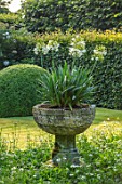 WOLLERTON OLD HALL, SHROPSHIRE: THE FONT GARDEN IN SUMMER. STONE FONT CONTAINER WITH WHITE AGAPANTHUS. CLIPPED, BOX, TOPIARY, HEDGES, HEDGING, GREEN