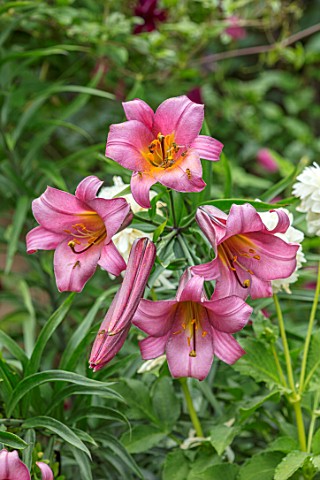 WOLLERTON_OLD_HALL_SHROPSHIRE_CLOSE_UP_PLANT_PORTRAIT_OF_THE_PINK_FLOWERS_OF_A_LILY_LILIUM_SCENTED_F