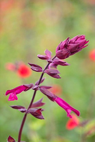 WOLLERTON_OLD_HALL_SHROPSHIRE_CLOSE_UP_PLANT_PORTRAIT_OF_THE_PINK_PURPLE_FLOWERS_OF_SALVIA_LOVE_AND_