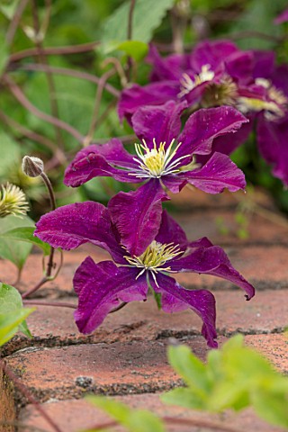 WOLLERTON_OLD_HALL_SHROPSHIRE_CLOSE_UP_PLANT_PORTRAIT_OF_PURPLE_FLOWERS_OF_CLEMATIS_WARSZAWSKA_NIKE_