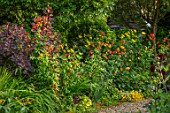 MORTON HALL, WORCESTERSHIRE: BORDER WITH RED, ORANGE, YELLOW FLOWERS OF LILIUM PARDALINUM. BULBS, SUMMER, PATTERNED, LILLIES, LILIES, LILY, LILLY, PATTERNS, SPECKLED