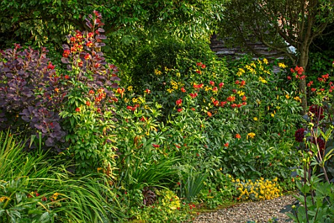 MORTON_HALL_WORCESTERSHIRE_BORDER_WITH_RED_ORANGE_YELLOW_FLOWERS_OF_LILIUM_PARDALINUM_BULBS_SUMMER_P