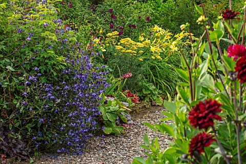 MORTON_HALL_WORCESTERSHIRE_THE_KITCHEN_GARDEN_JULY_HERBACEOUS_BORDER_CLEMATIS_X_DIVERSIFOLIA_HENDERS