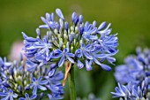 MORTON HALL, WORCESTERSHIRE: CLOSE UP PLANT PORTRAIT OF THE BLUE FLOWER OF AGAPANTHUS BLUE TRIUMPHATOR. PURPLE, SUMMER, PERENNIAL, BLOOMS, BLOOMING, FLOWERS