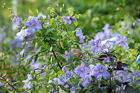 MORTON_HALL_WORCESTERSHIRE_CLOSE_UP_PLANT_PORTRAIT_OF_THE_BLUE_PURPLE_FLOWERS_OF_CLEMATIS_VITICELLA_
