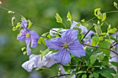 MORTON HALL, WORCESTERSHIRE: CLOSE UP PLANT PORTRAIT OF THE BLUE, PURPLE FLOWERS OF CLEMATIS VITICELLA EMILIA PLATER. BLOOMS, BLOOMING, FLOWERS, CLIMBERS, SHRUB, CLIMBING