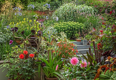 22A_THE_AVENUE_HITCHIN_HERTFORDSHIRE_DESIGNER_MARTIN_WOODS_STEPS_CONTAINERS_PATIO__BEGONIA_BOLIVIENS