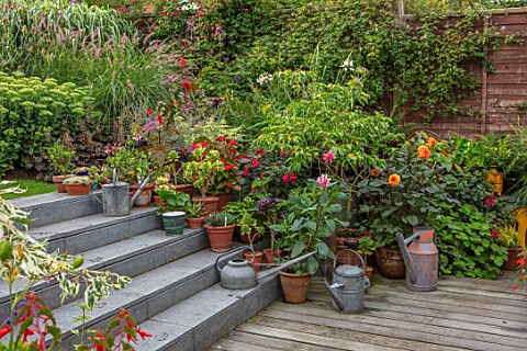 22A_THE_AVENUE_HITCHIN_HERTFORDSHIRE_DESIGNER_MARTIN_WOODS_STEPS_CONTAINERS_PATIO__CORNUS_NORMAN_HAD
