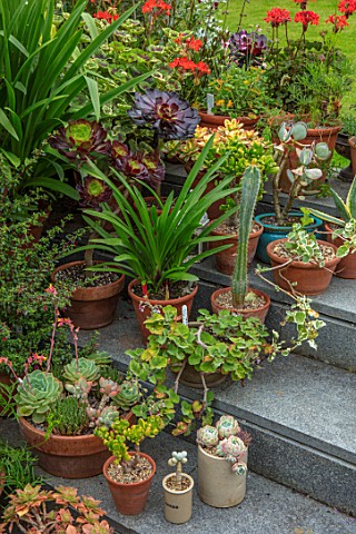 22A_THE_AVENUE_HITCHIN_HERTFORDSHIRE_DESIGNER_MARTIN_WOODS_STEPS_CONTAINERS_OF_SUCCULENTS_LAWN_DECKI
