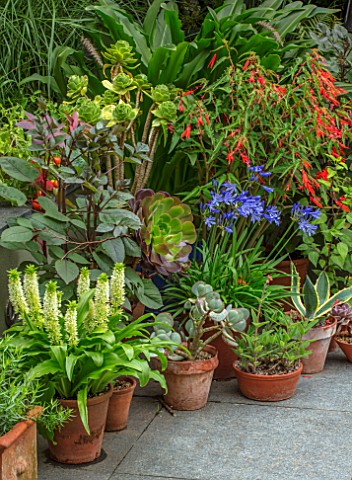 22A_THE_AVENUE_HITCHIN_HERTFORDSHIRE_DESIGNER_MARTIN_WOODS_PATIO_CONTAINERS_SUCCULENTS_EUCOMIS_POLE_