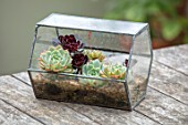 22A THE AVENUE, HITCHIN, HERTFORDSHIRE. DESIGNER MARTIN WOODS: SMALL GLASS TERRARIUM ON WOODEN TABLE. CLOCHE, SUCCULENTS