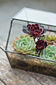 22A THE AVENUE, HITCHIN, HERTFORDSHIRE. DESIGNER MARTIN WOODS: SMALL GLASS TERRARIUM ON WOODEN TABLE. CLOCHE, SUCCULENTS