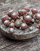 22A THE AVENUE, HITCHIN, HERTFORDSHIRE. DESIGNER MARTIN WOODS: SMALL WOODEN CONTAINER ON TABLE PLANTED WITH SEMPERVIVUM ARACHNOIDEUM, SUCCULENTS, ROSETTES