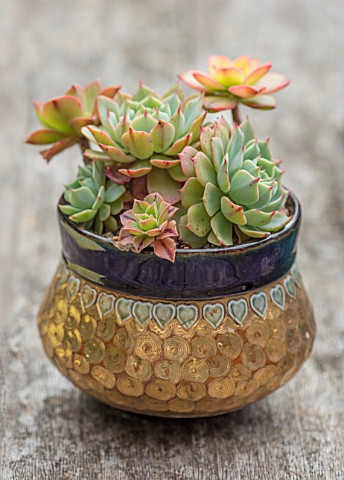 22A_THE_AVENUE_HITCHIN_HERTFORDSHIRE_DESIGNER_MARTIN_WOODS_SMALL_GOLD_METAL_CONTAINER_ON_TABLE_PLANT