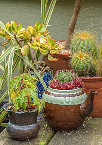 22A_THE_AVENUE_HITCHIN_HERTFORDSHIRE_DESIGNER_MARTIN_WOODS_CONTAINERS_OF_SUCCULENTS_BESIDE_THE_POND_