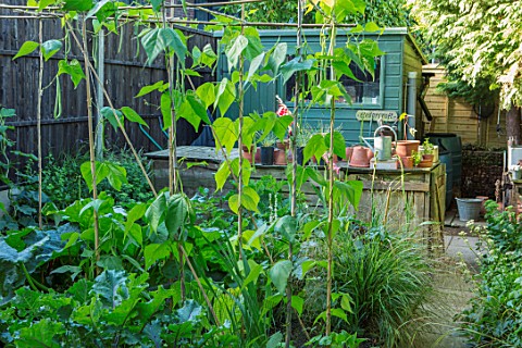 22A_THE_AVENUE_HITCHIN_HERTFORDSHIRE_DESIGNER_MARTIN_WOODS_POTAGER_VEGETABLE_GARDEN_WITH_BLUE_PAINTE