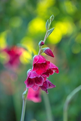 22A_THE_AVENUE_HITCHIN_HERTFORDSHIRE_DESIGNER_MARTIN_WOODS_CLOSE_UP_PLANT_PORTRAIT_OF_THE_PINK_RED_F