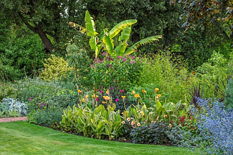 THE_SALUTATION_GARDEN_KENT_LAWN_BORDERS_IN_NEW_EXOTIC_TROPICAL_GARDEN_FOLIAGE_CANNA_BETHANY_MUSA_BAS