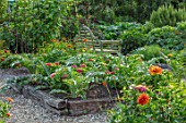 THE SALUTATION GARDEN, KENT: ZINNIAS GROWING IN THE POTAGER. VEGETABLE, GARDEN, LATE, SUMMER, CUTTING, RAISED BEDS, BENCH, SEAT, WOODEN, GRAVEL, PATHS