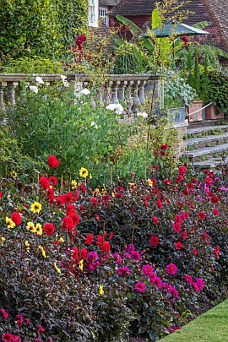 THE_SALUTATION_GARDEN_KENT_DAHLIAS_IN_BORDER_BY_LAWN_IN_FRONT_OF_STEPS_BALCONY_SUMMER_BLOOMING_FLOWE