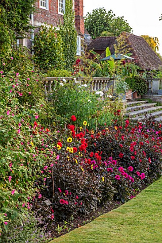 THE_SALUTATION_GARDEN_KENT_DAHLIAS_IN_BORDER_BY_LAWN_IN_FRONT_OF_STEPS_BALCONY_SUMMER_BLOOMING_FLOWE