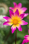 THE SALUTATION GARDEN, KENT: CLOSE UP PLANT PORTRAIT OF THE PINK, YELLOW FLOWERS OF DAHLIA BRIGHT EYES. BLOOMS, SUMMER