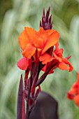 THE SALUTATION GARDEN, KENT: CLOSE UP PLANT PORTRAIT OF THE ORANGE FLOWERS OF CANNA WYOMING. BLOOMS, SUMMER, CANNA, BRIGHT, ORANGE, BRIGHT