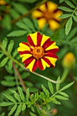 THE SALUTATION GARDEN, KENT: CLOSE UP PLANT PORTRAIT OF THE RED, YELLOW FLOWERS OF TAGETES STRIPED MARVEL. BLOOMS, SUMMER, LATE, MARIGOLDS, ANNUALS, STRIPEY, STRIPES